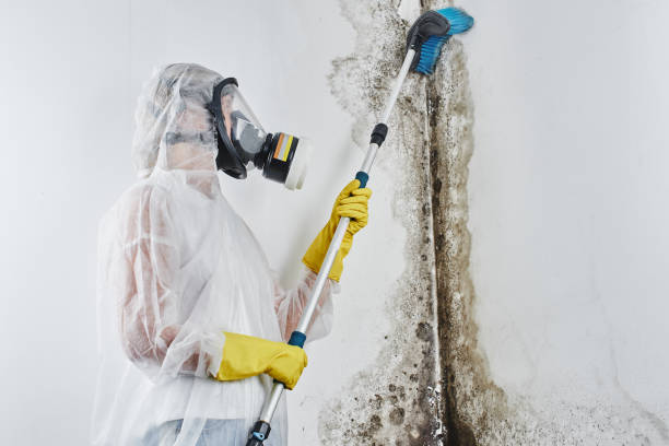 Mold Removal and Inspection in Ann Arbor, MI