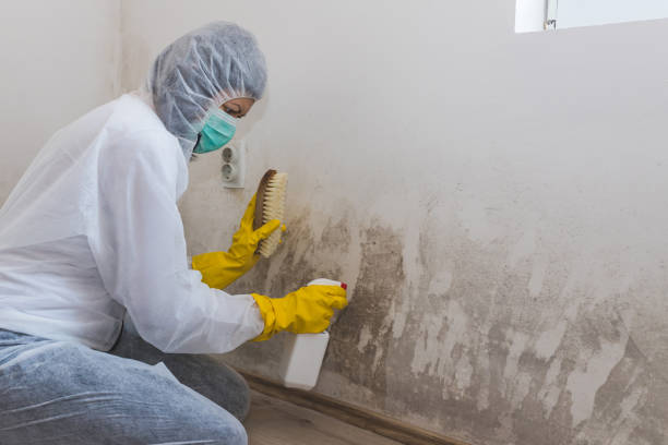 Best Certified Mold Removal  in Ann Arbor, MI