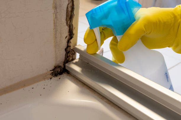 Best Office Mold Removal Services  in Ann Arbor, MI