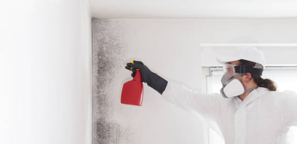 Office Mold Removal Services in Ann Arbor, MI