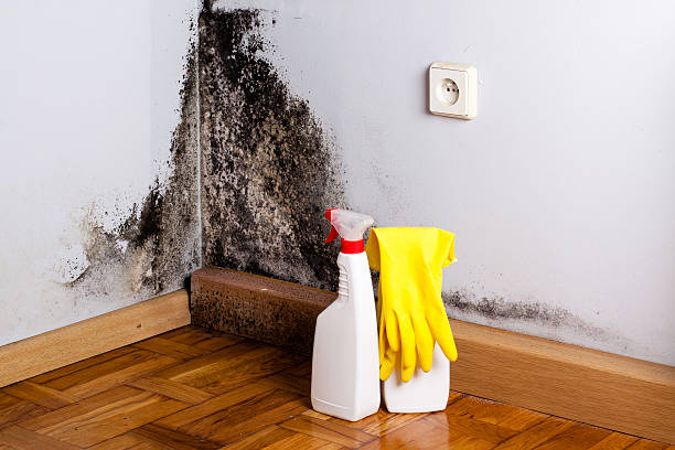 Best Mold Cleaning Services  in Ann Arbor, MI