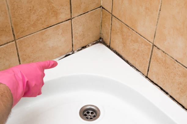 Professional Mold Removal in Ann Arbor, MI